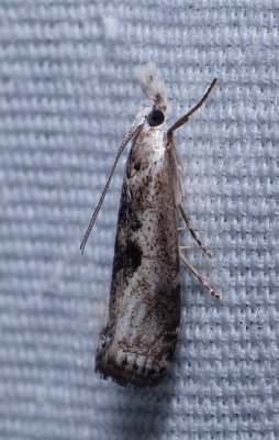 Moth - Microcrambus minor