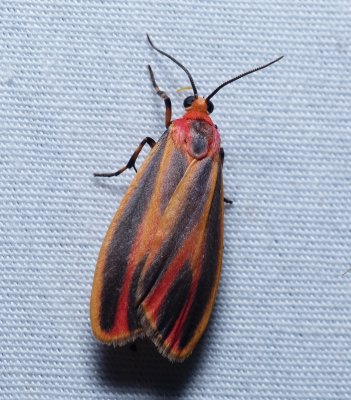 Painted Lichen Moth - Hypoprepia fucosa
