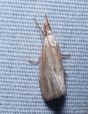 Snout Moth - Xubida panalope
