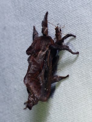 Saddleback Caterpillar Moth - Acharia stimulea