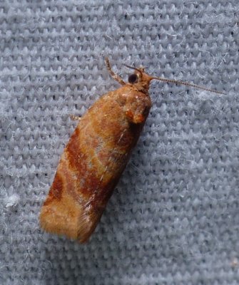 Pine Tube Moth - Argyrotaenia pinatubana