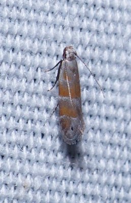 Orange Stripe-backed Moth - Battaristis vittella