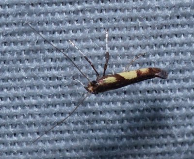 Walnut Caloptilia - Caloptilia blandella