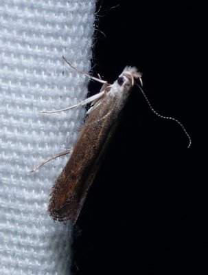 Twirler Moth - Isophrictis similiella