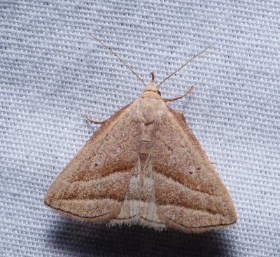 Slant-lined Owlet - Macrochilo absorptalis