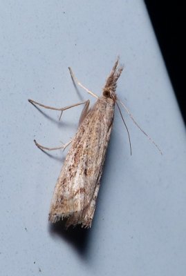 Grass-veneer Moth - Neodactria zeellus