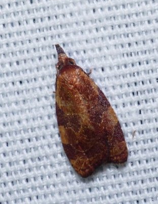 Spring Dead-leaf Roller - Cenopis diluticostana