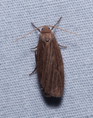 Pale Lichen Moth - Crambidia pallida