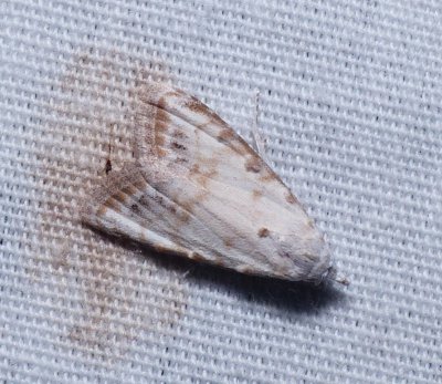 Sorghum Webworm - Nola cereella