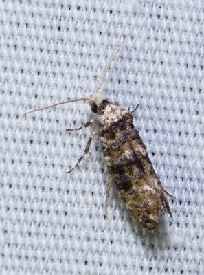 Speckled Xylesthia Moth - Xylesthia pruniramiella