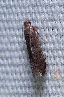 Moth - Untomia albistrigella
