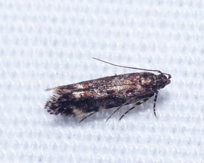 Moth