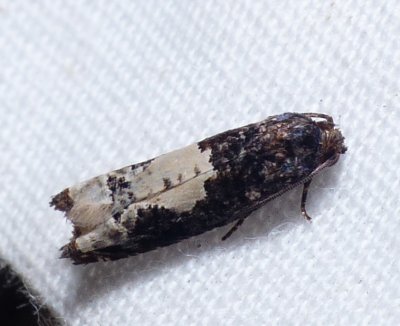 Moth - Epiblema dorsisuffusana