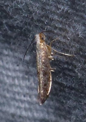 Speckled Argyresthia - Argyresthia subreticulata