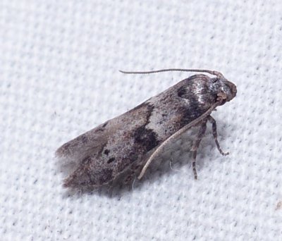 Scavenger Moth - Blastobasis