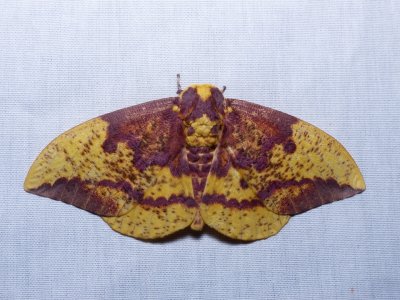 Imperial Moth - Eacles imperialis