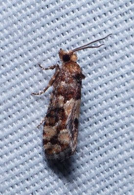 White Pine Cone Borer - Eucopina tocullionana