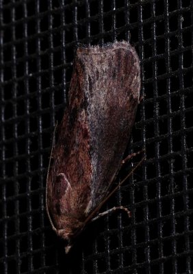 Greater Wax Moth - <i>Galleria mellonella</i>