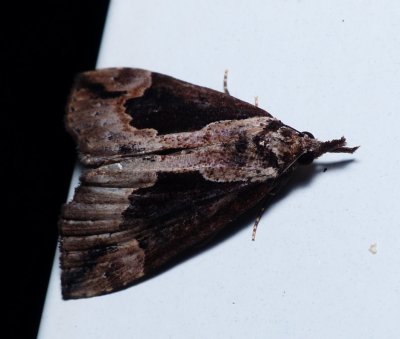 Baltimore Hypena - Hypena baltimoralis