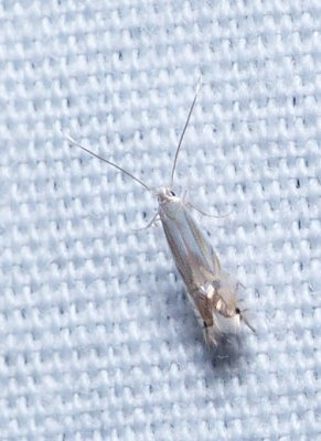 Moth - Phyllocnistis liriodendronella