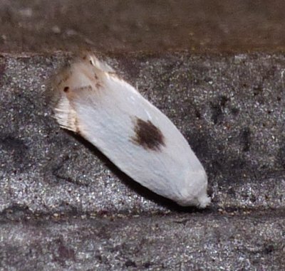 Moth - Pseudopostega cretea