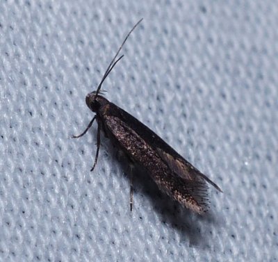 Moth - Syncopacma