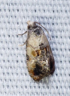 Hoffman's Cochylid Moth - Cochylis hoffmanana