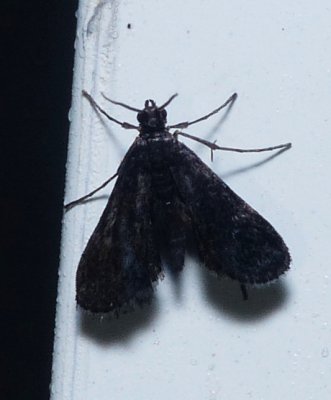 Black Duckweed Moth - Elophila tinealis