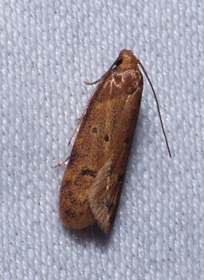 Gerdana Moth - Gerdana caritella