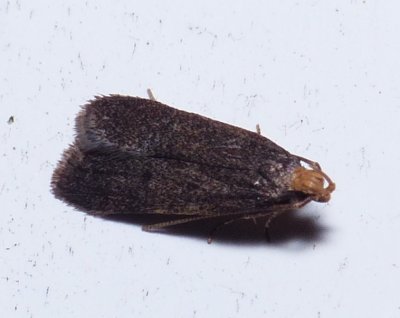 Moth - Glyphidocera lithodoxa