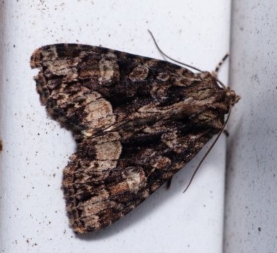 Adorable Brocade - Platypolia mactata