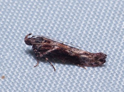 Goldenrod Elliptical-gall Moth - Gnorimoschema gallaesolidaginis