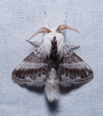Large Tolype - Tolype velleda
