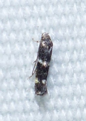Moth - Elachista