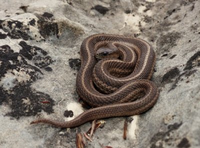 Lined Snake - Tropidoclonion lineatum
