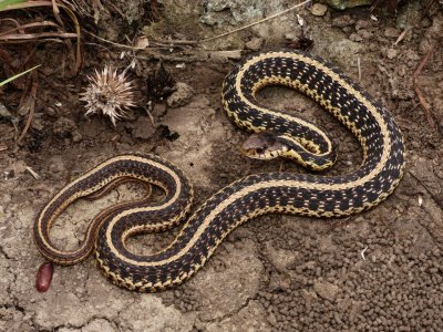 Eastern Garter Snake - Thamnophis sirtalis