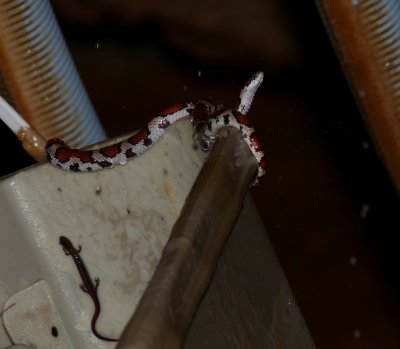 Red Milk Snake - Lampropeltis triangulum syspila