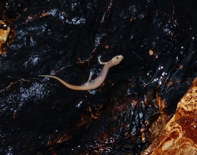 Grotto Salamander - Eurycea spelaea