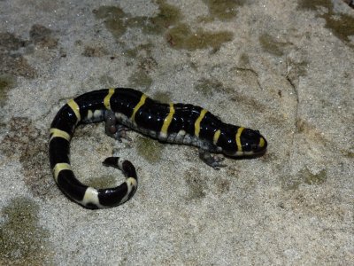 Ringed Salamander - <i>Ambystoma annulatum</i>