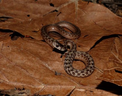 Midland Brown Snake - Storeria dekayi wrightorum