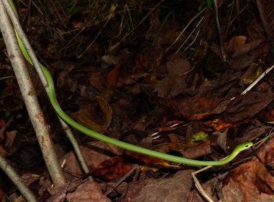 Rough Green Snake - Opheodrys aestivus