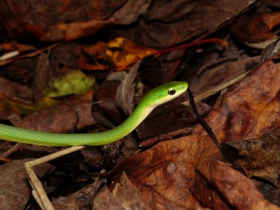 Rough Green Snake - Opheodrys aestivus