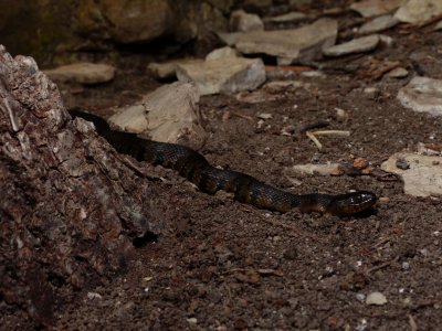 Mississippi Green Water Snake - <i>Nerodia cyclopion</i>
