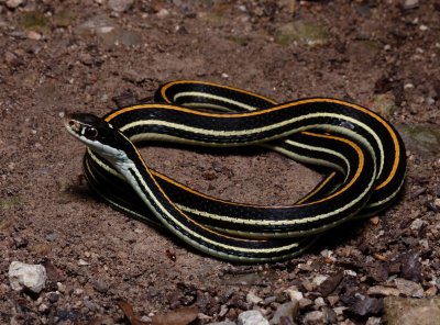Western Ribbon Snake - Thamnophis proximus proximus