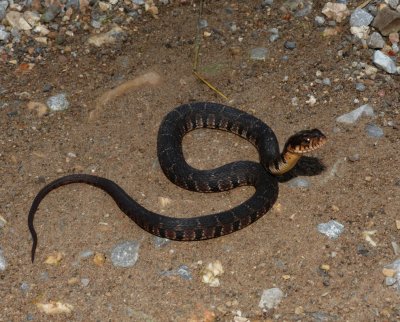 Yellowbelly Water Snake - Nerodia erythrogaster flavigaster