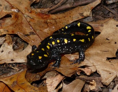 Spotted Salamander - Ambystoma maculatum