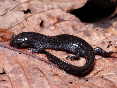 Smallmouth Salamander - Ambystoma texanum