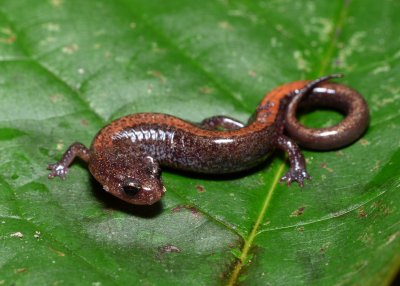 Zigzag Salamander - Plethodon dorsalis