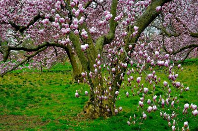  Magnolias