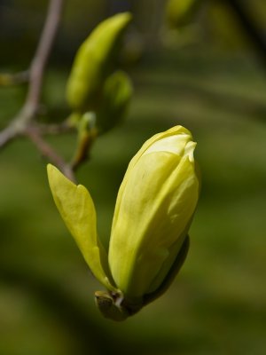 Magnolias
